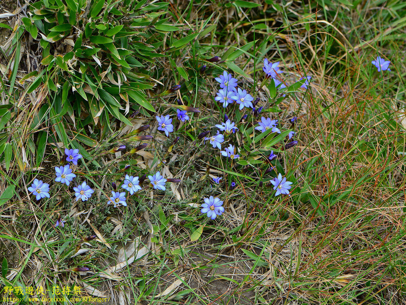 صورة Gentiana arisanensis Hayata