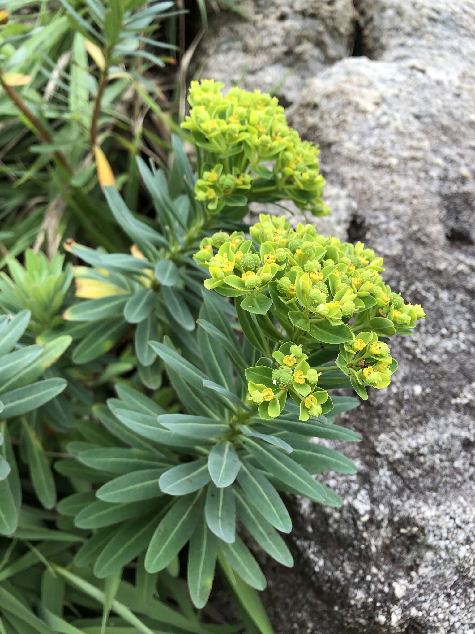 Слика од Euphorbia jolkinii Boiss.