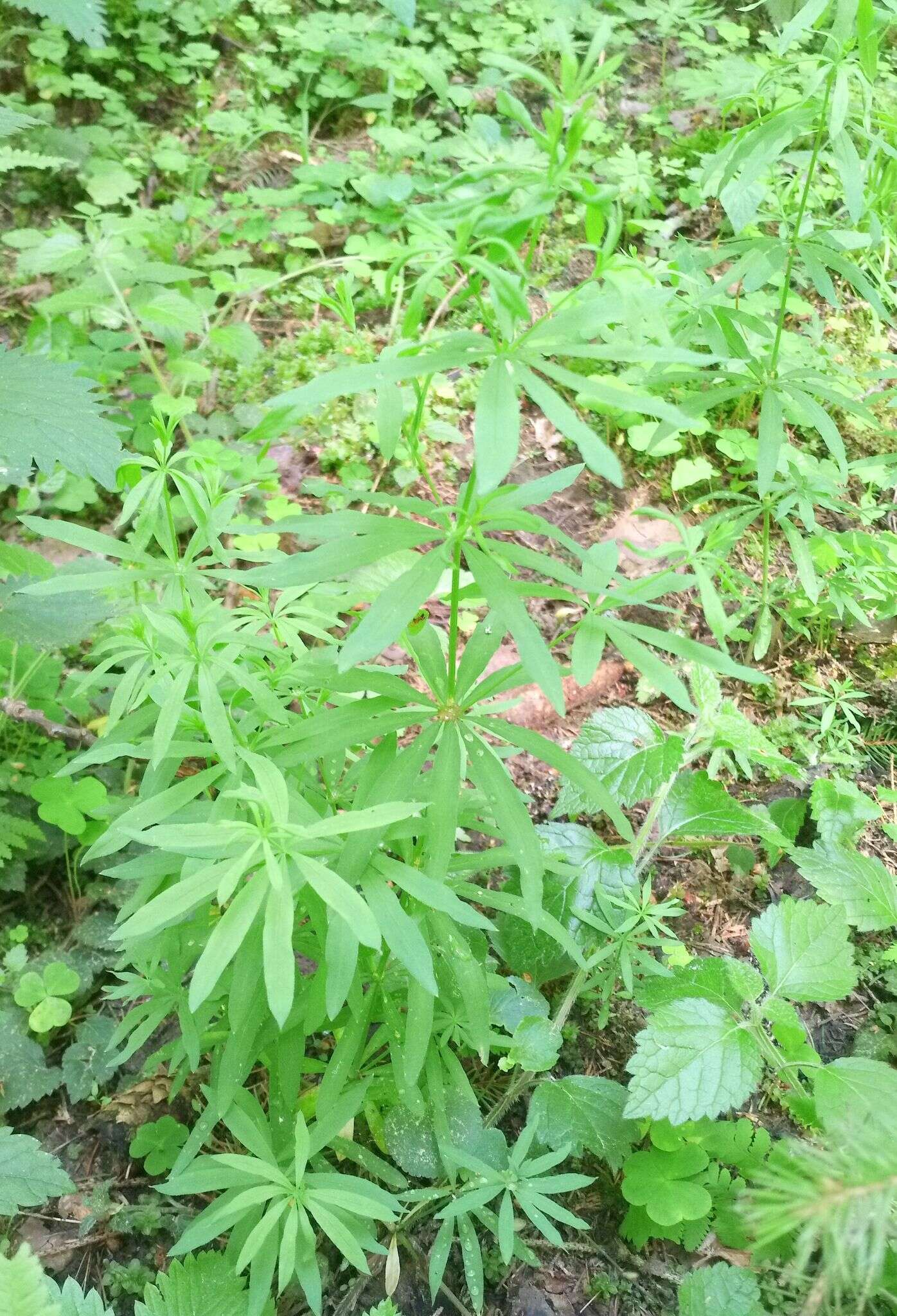 Image of Bedstraw