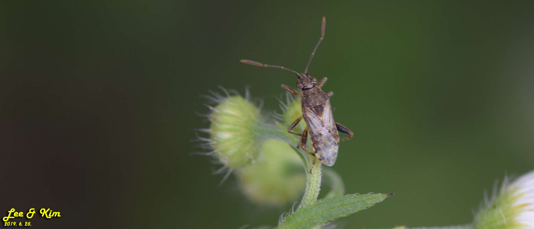 Plancia ëd Stictopleurus minutus Blöte 1934