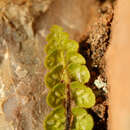 Image de Asplenium petrarchae subsp. petrarchae