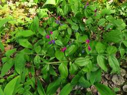 Lathyrus vernus (L.) Bernh. resmi