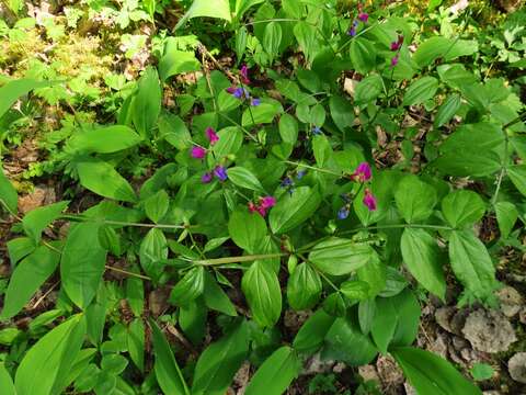 Image of spring pea