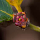 Image of Spiniluma discolor (Radcl.-Sm.) Friis