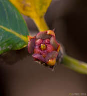 Image of Spiniluma discolor (Radcl.-Sm.) Friis