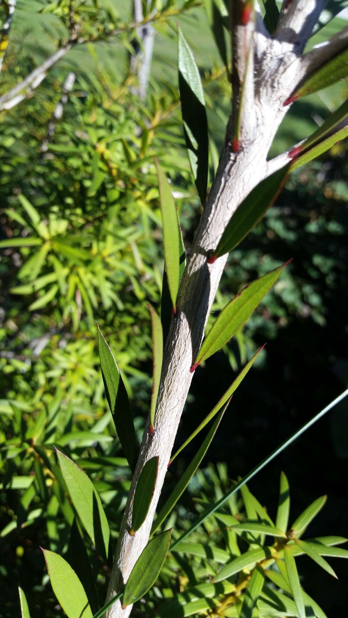 صورة Callistemon subulatus Cheel