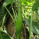 Image of Philodendron propinquum Schott