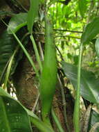 Image of Philodendron propinquum Schott