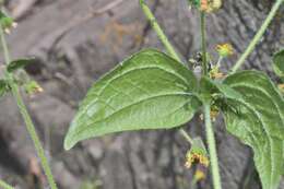 Image of Trigonospermum annuum Mc Vaugh & Laskowski