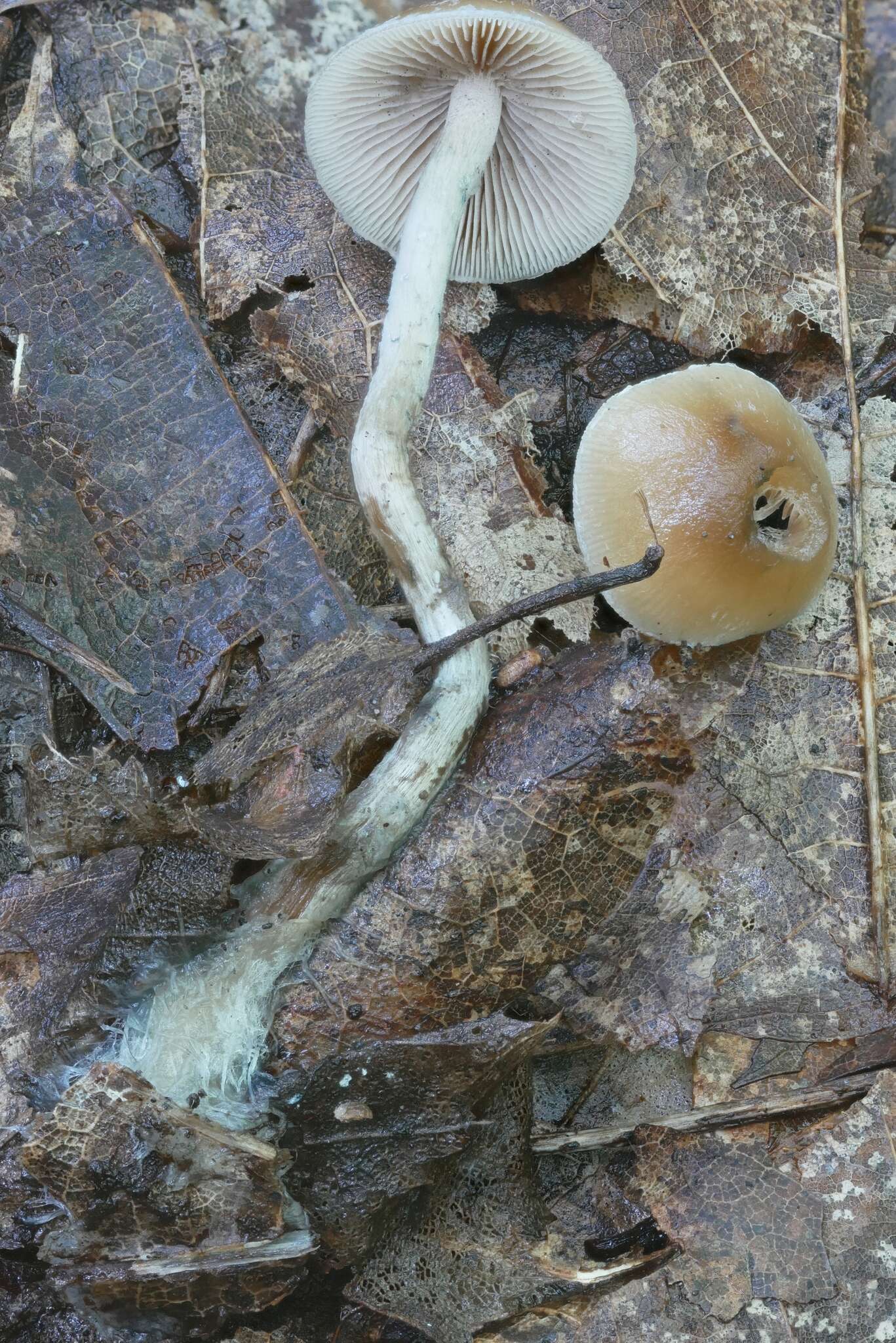 Image of Psilocybe caerulipes (Peck) Sacc. 1887