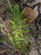 Image of Lake Huron tansy