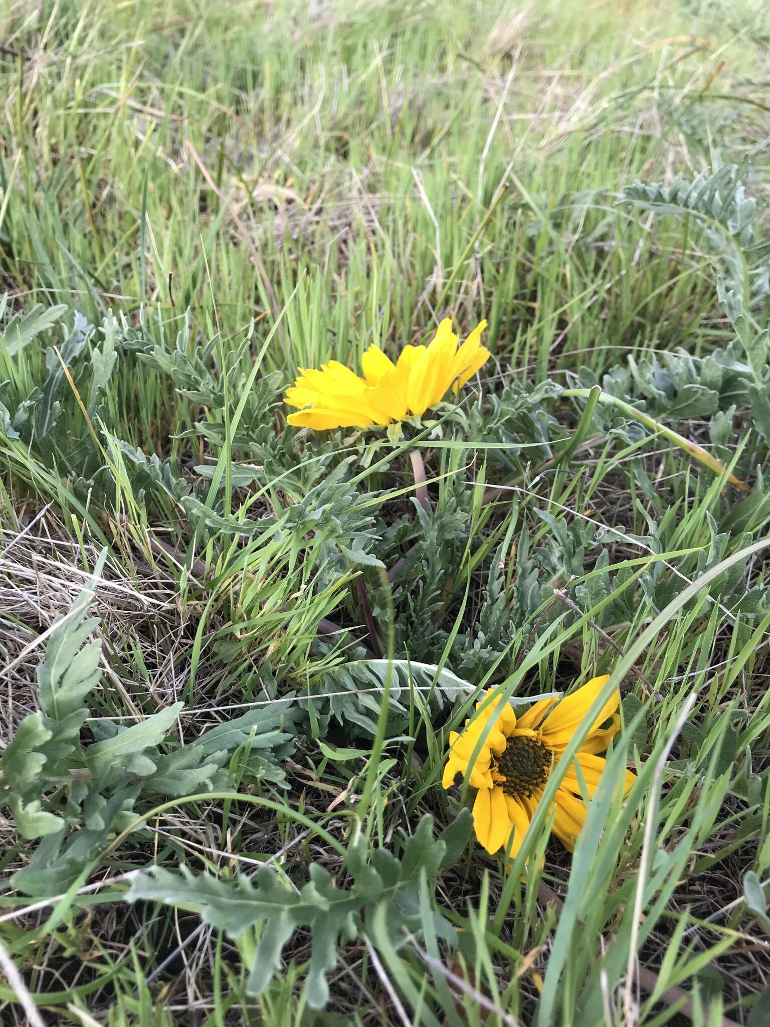 Image of California balsamroot