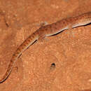 Image of Pilbara Dtella