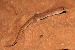 Image of Pilbara Dtella