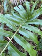 Image of Menisciopsis cyatheoides (Kaulf.) S. E. Fawc. & A. R. Sm.