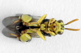 Image of Conura xanthostigma (Dalman 1820)