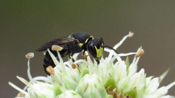 Hylaeus confluens (Smith 1853) resmi