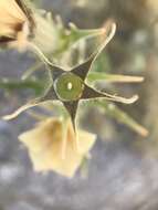 Image of hairy blazingstar