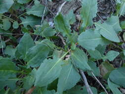 Rumex roseus L. resmi