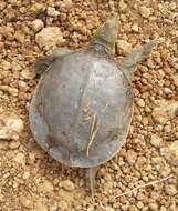 Image of Senegal Soft-shelled Turtle