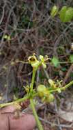 Image of Euphorbia aprica Baill.