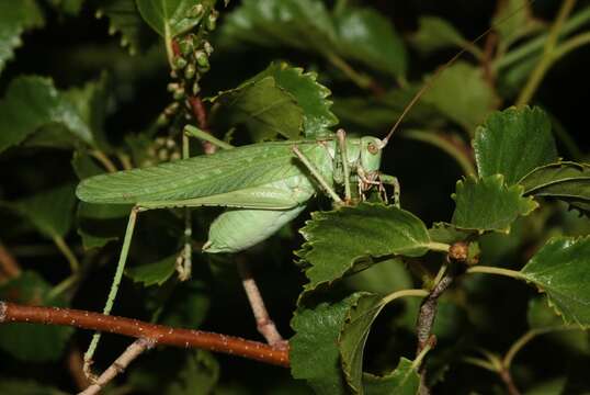 Sivun Capnobotes occidentalis (Thomas & C. 1872) kuva