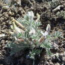Image of Oxytropis ampullata (Pall.) Pers.