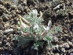 Image de Oxytropis ampullata (Pall.) Pers.