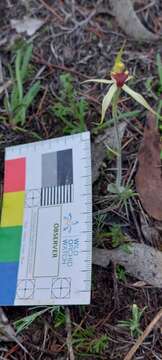 Image of Caladenia stellata D. L. Jones