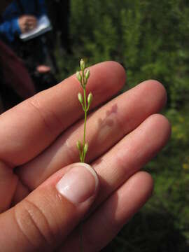 Image of yellow screwstem