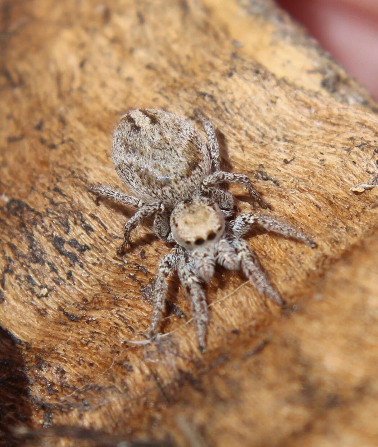 Image of Habronattus festus (Peckham & Peckham 1901)