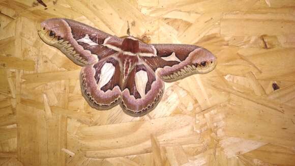 Image of Rothchild's Atlas Moth