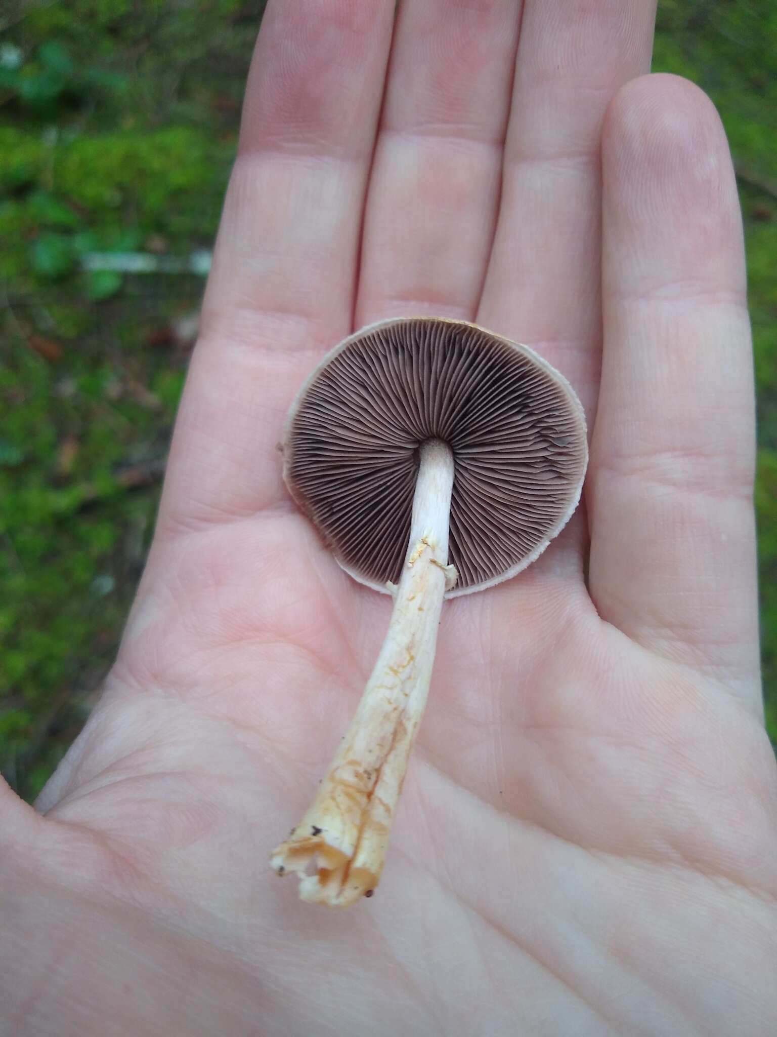 Imagem de Agaricus diminutivus Peck 1902