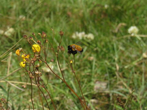 Image of Megachile semirufa Sichel 1867