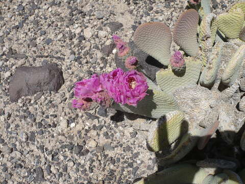 صورة Opuntia basilaris var. basilaris