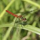 Imagem de Sympetrum kunckeli (Selys 1884)