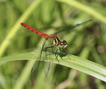 Sympetrum kunckeli (Selys 1884) resmi