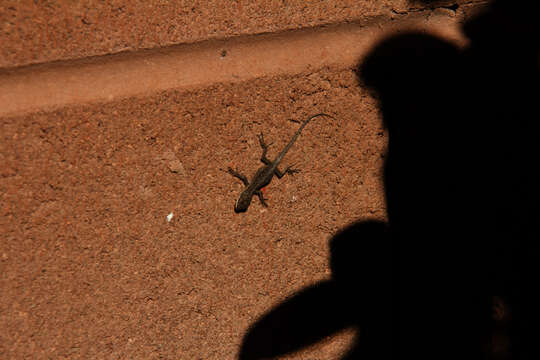 Слика од Urosaurus ornatus wrighti (Schmidt 1921)