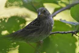 Image of Gray Bunting