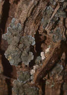 Image of coccocarpia lichen