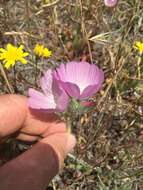 Image of fringed checkerbloom