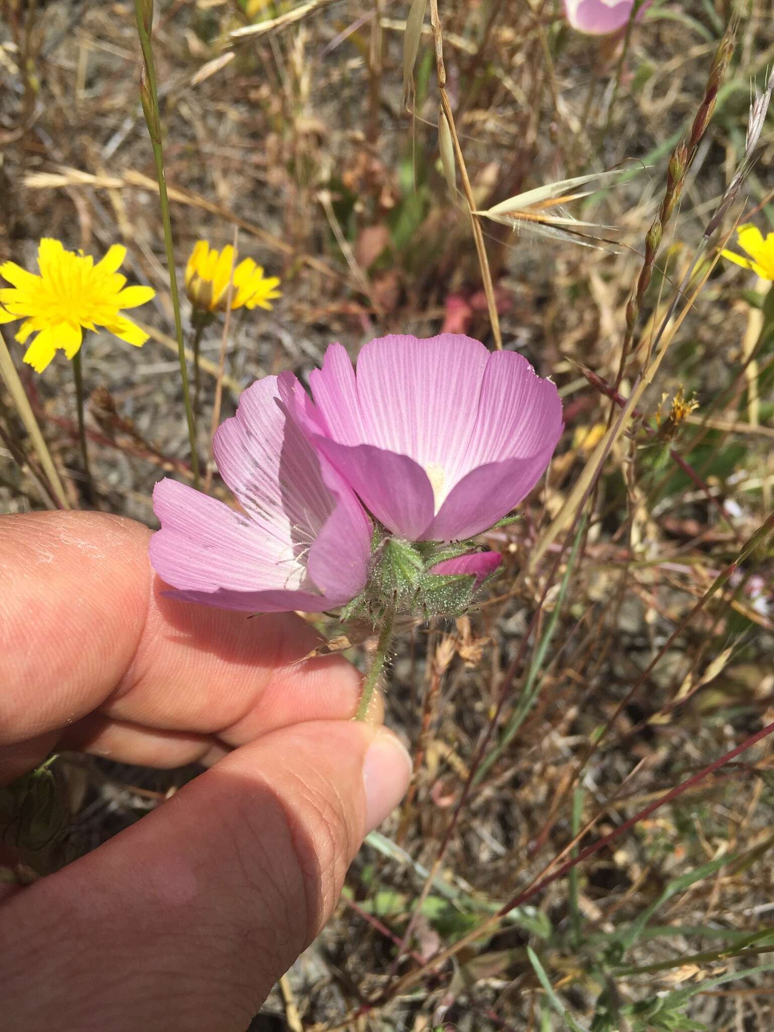 Image of fringed checkerbloom