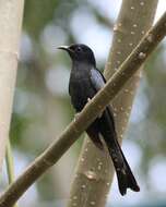 Image of Fork-tailed Drongo-Cuckoo