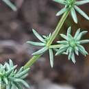 صورة Galium brachyphyllum Schult. & Schult. fil.