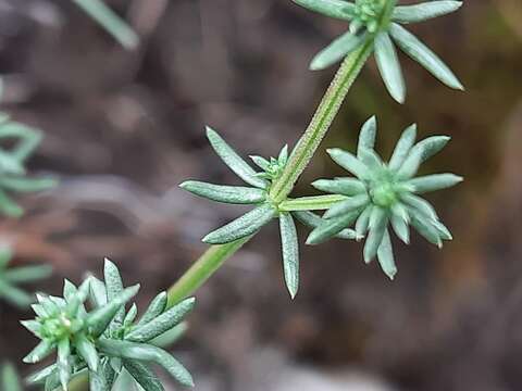 Plancia ëd Galium brachyphyllum Schult. & Schult. fil.