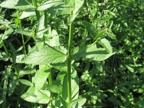 Image of Nepeta nuda subsp. nuda