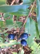 Image of Blue Berry Ginger