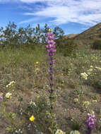 Imagem de Lupinus arizonicus (S. Watson) S. Watson