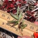 Image of Rough Rosette Grass