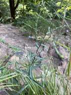 Image of smooth blue aster